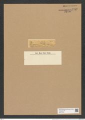 Goniothecium prolongatum Grev. (de-Toni-Nr.: Genus 157, Species 4221) Zeichnungen Sammlung Grunow Nr. 7789 (NHMW-BOT-W0377023)
